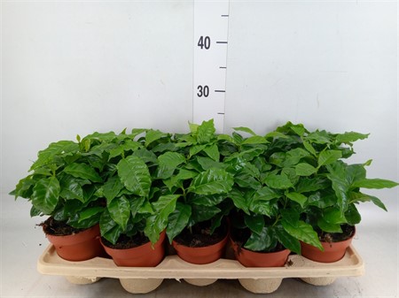 Coffea arabica Ø12 H=25