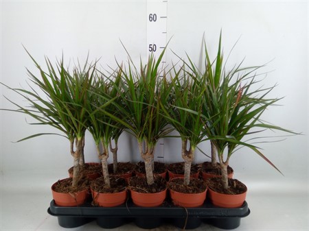Dracaena marg. single stem 3+ head Ø12 H=42