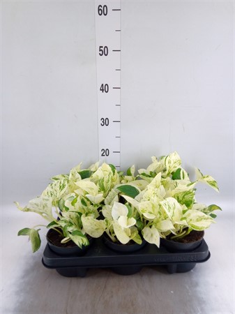 Epipremnum pinn. 'Happy Leaf' * Ø12 H=20