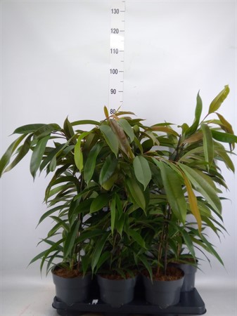 Ficus binn. 'Amstel King' promo pyramid Ø17 H=70
