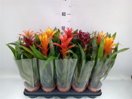 Guzmania mix EXPORT Standaard mixed Ø12 H=50