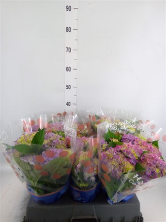 Hydrangea mac. 'Hi Ocean' 9+ Ø14 H=35