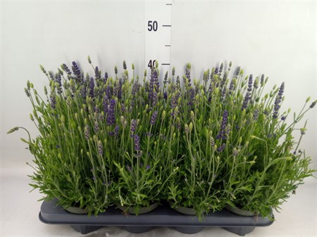 Lavandula angus. 'Spear Blue' Lavandula "Spear Blue" Ø13 H=25
