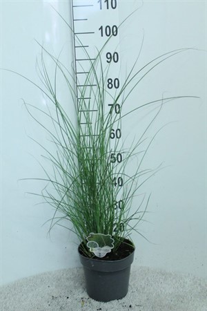 Miscanthus sin. 'Gracillimus' Miscanthus sinensis 'Gracillimus' P23 Ø2