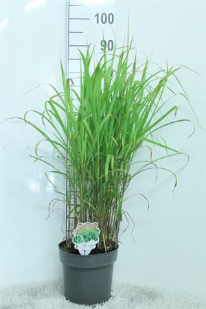 Miscanthus sin. 'Malepartus' Miscanthus sinensis 'Malepartus' P23 Ø23