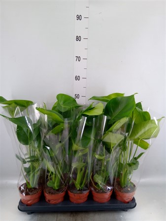 Monstera delic. Ø12 H=50