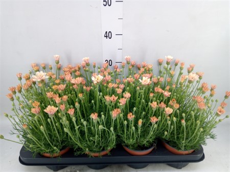 Rhodanthemum hosm. 'Zagora Orange' CLOCKBUY Ø12 H=25