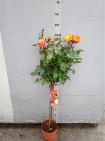 Rosa ... Planters Punch stem 60 cm Ø25 H=100