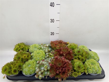 Sempervivum mix mixed in tray Ø9 H=10