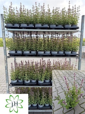 NEPETA X FAASSENII 13Ø Ø13