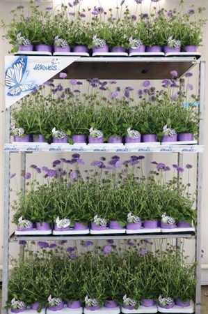 SCABIOSA JAPONICA 13Ø Ø13