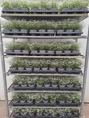 EUPHORBIA DIAMOND FROST 12Ø Ø12