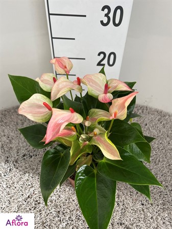 ANTHURIUM MATATA 12Ø Ø12