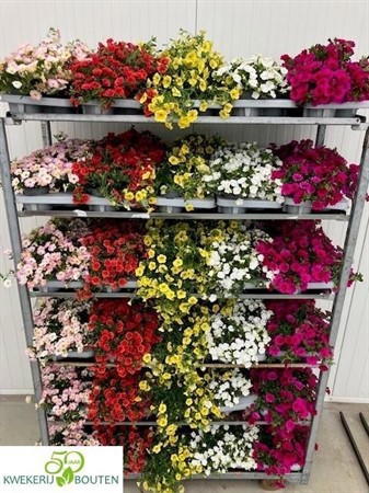CALIBRACHOA MINIFAMOUS 12Ø Ø12