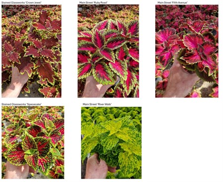 COLEUS BLUMEI 12Ø Ø12