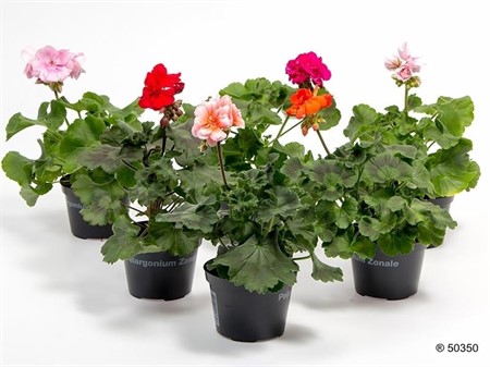 PELARGONIUM ZONALE 11Ø Ø11