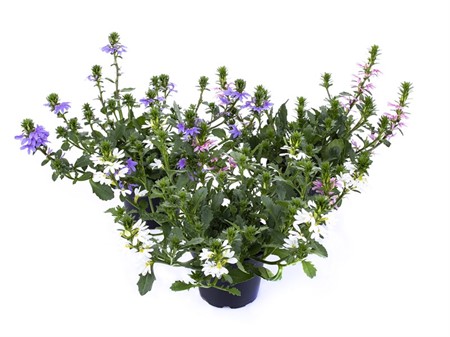 SCAEVOLA AEMULA 12Ø Ø12