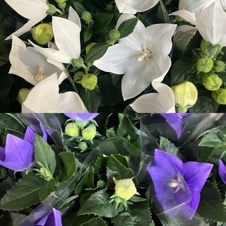 PLATYCODON GRANDIFLORUS 11Ø Ø11