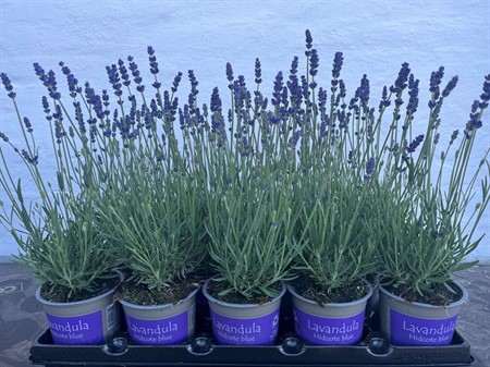 LAVANDULA ANGU. 'HIDCOTE BLUE' Ø11