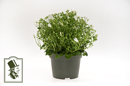 CAMPANULA WHITE GET MEE 10,5 CM Ø10.5