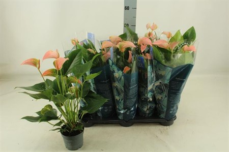 Anthurium andr. Karma Joli Peach KLIPP Ø12 H=42