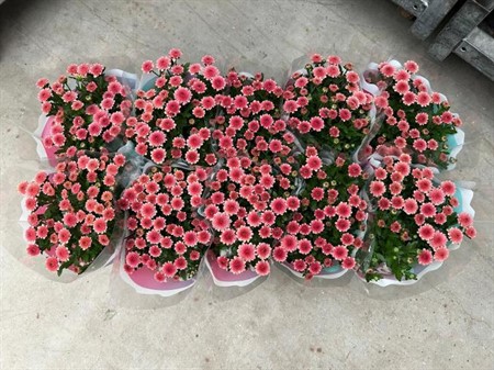 Chrysanthemum ind. Jackson Salmon KLIPP Ø12 H=25
