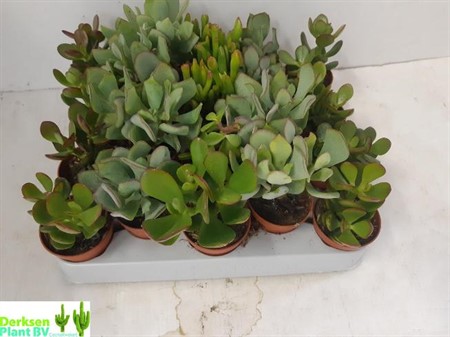 Crassula mix Ø5,5 H=10