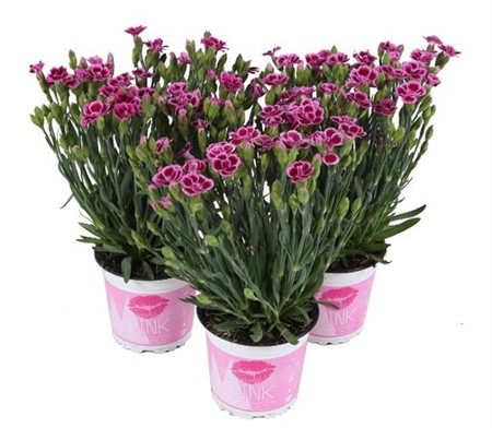 Dianthus rosa Pink Kisses Ø10,5 H=20
