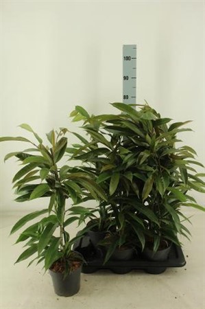Ficus bi Amstel King Ø17 H=70