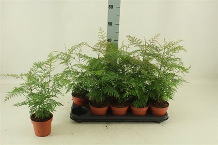Grevillea Robusta KLIPP Ø12 H=40