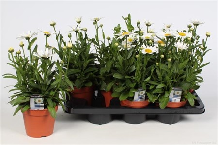 Leucanthemum Superbum Snow Lady Ø14 H=35 STAD 1-2