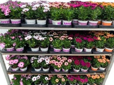 Osteospermum mix cc Ø10,5 H=20 5 SRT/LG