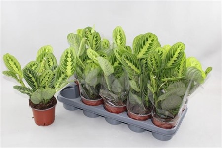 Maranta leuconeura Lemon Ø12 H=35