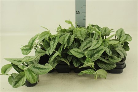 Scindapsus pictus Trebie Ø12 H=25