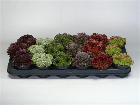 Sempervivum mix Ø9 H=10