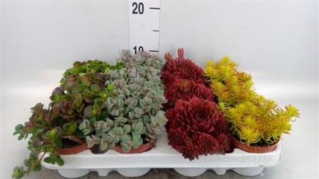 Sedum ... mixed 4 varieties Ø9 H=14