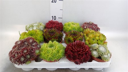 Sempervivum ... sempervivum mixed 6 varieties Ø9 H=12