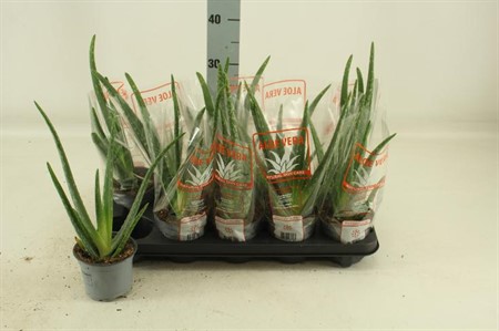 Aloe Vera Ø12 H=35