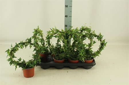 Hedera helix vormen Ø12 H=35