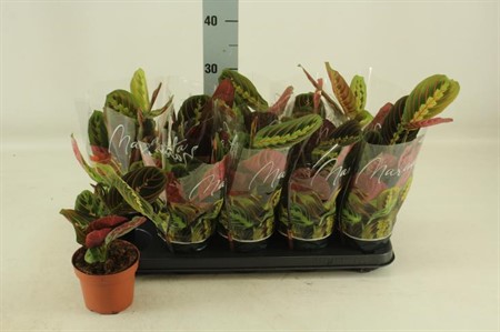 Maranta leuconeura Fascinator tricolor Ø12 H=35