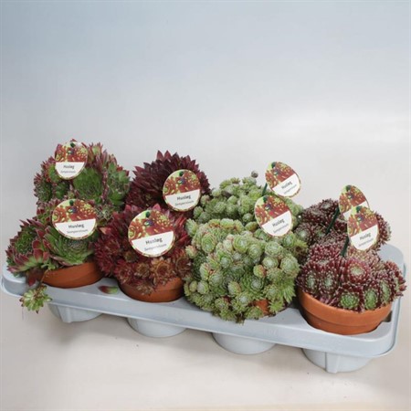 SEMPERVIVUM 12Ø LER Ø12