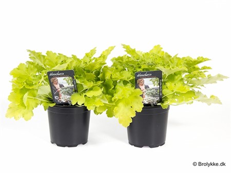 HEUCHERA 'LIME MARMELADE 13Ø Ø13
