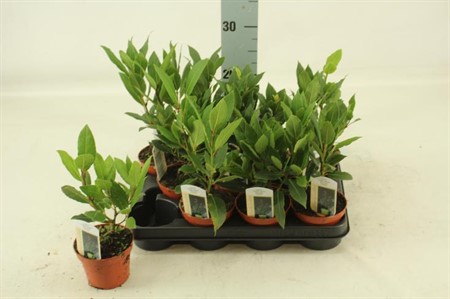 Laurus nobilis Ø10 H=25 STRUIK