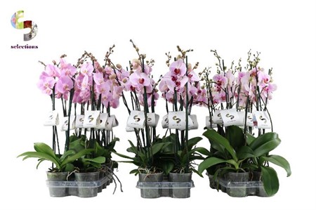Phalaenopsis pink Ø12 H=55 14+ BLM 2 TAK
