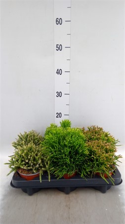 Rhipsalis mix Ø510 H=15