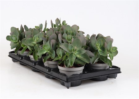 SEDUM TELEPHIUM Ø12