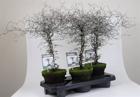 COROKIA COTONEASTER 18Ø LER Ø18