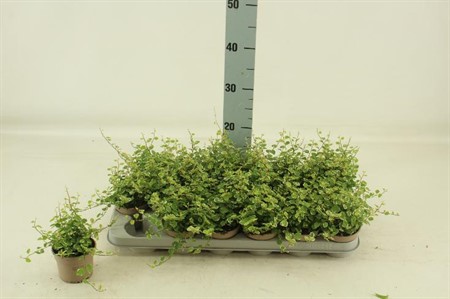 Ficus pu White Sunny Ø9 H=15