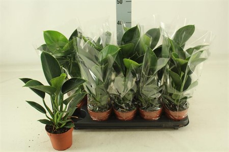 Philodendron Green Princess Ø12 H=30