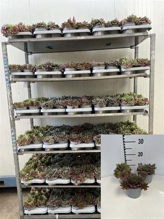 SEMPERVIVUM MIX 13Ø Ø13